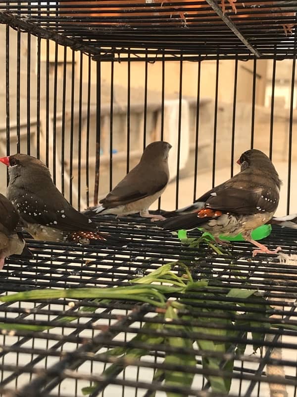 red strawberry finch| munia finch| red and yellow finch pair 3