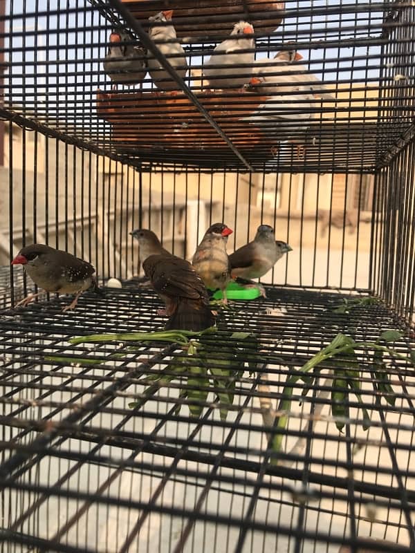 red strawberry finch| munia finch| red and yellow finch pair 4