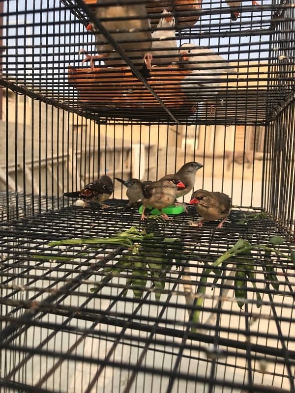 red strawberry finch| munia finch| red and yellow finch pair 5