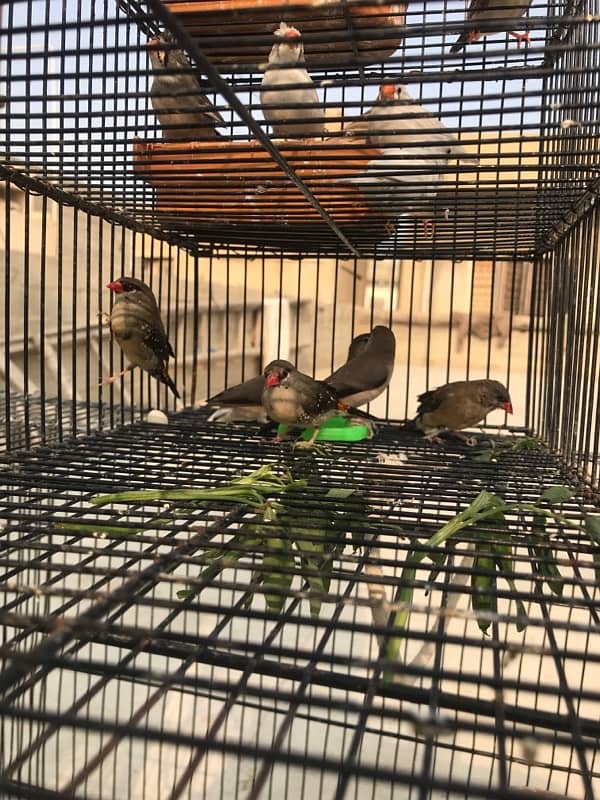 red strawberry finch| munia finch| red and yellow finch pair 6