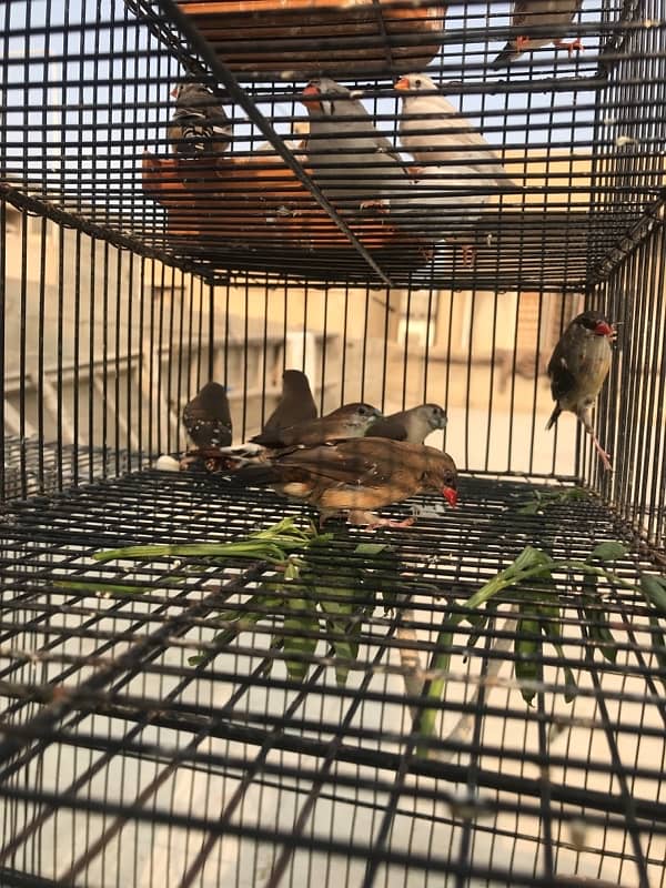 red strawberry finch| munia finch| red and yellow finch pair 7