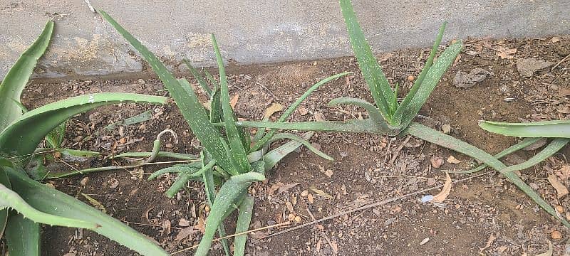 Aloe Vera 1