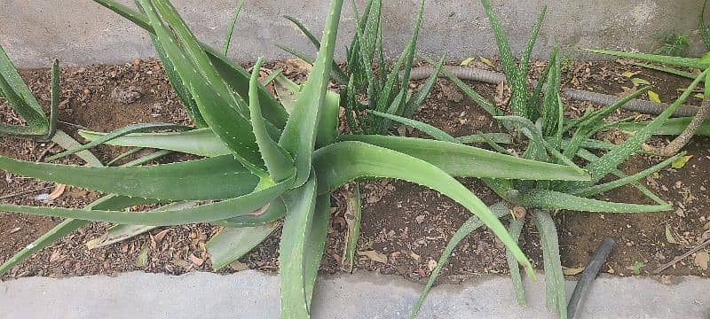 Aloe Vera 2