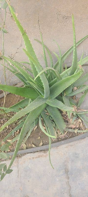 Aloe Vera 3