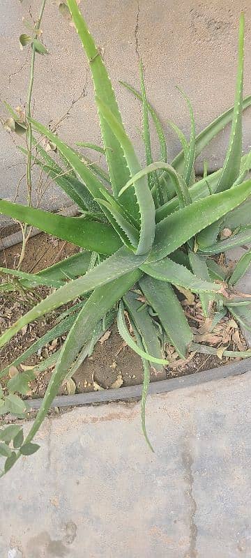 Aloe Vera 4