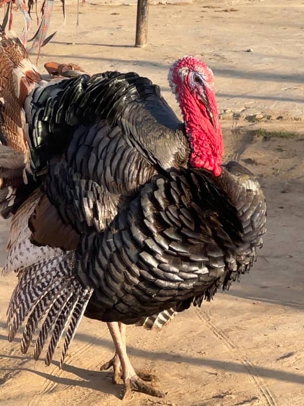 Turkey Male for Sale Breeder Male 0