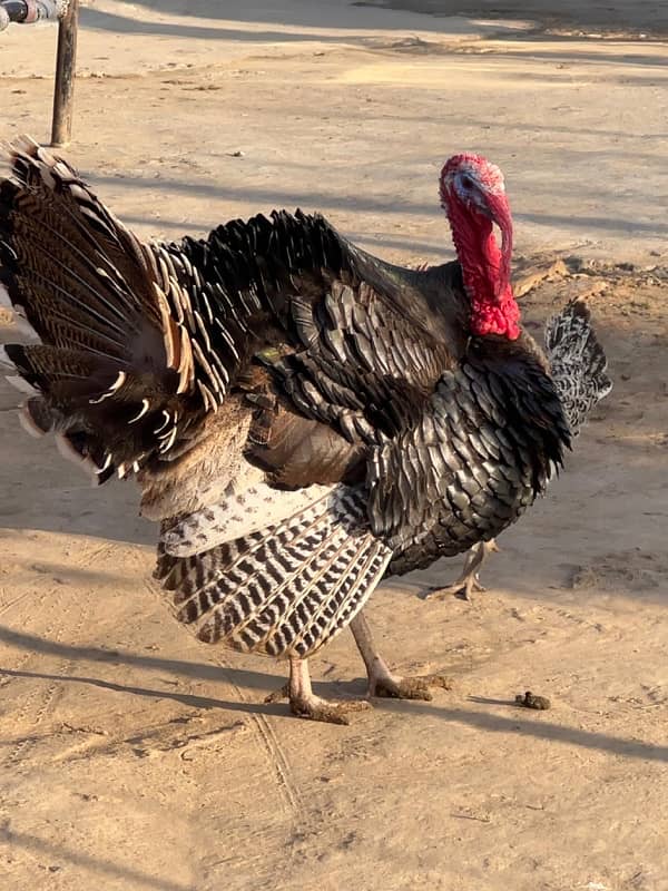 Turkey Male for Sale Breeder Male 1