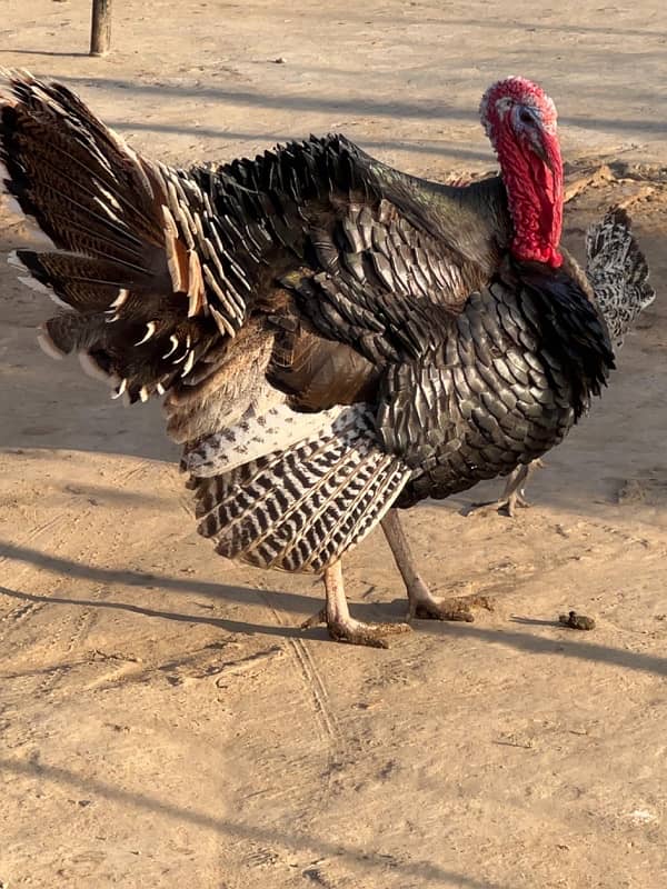 Turkey Male for Sale Breeder Male 2