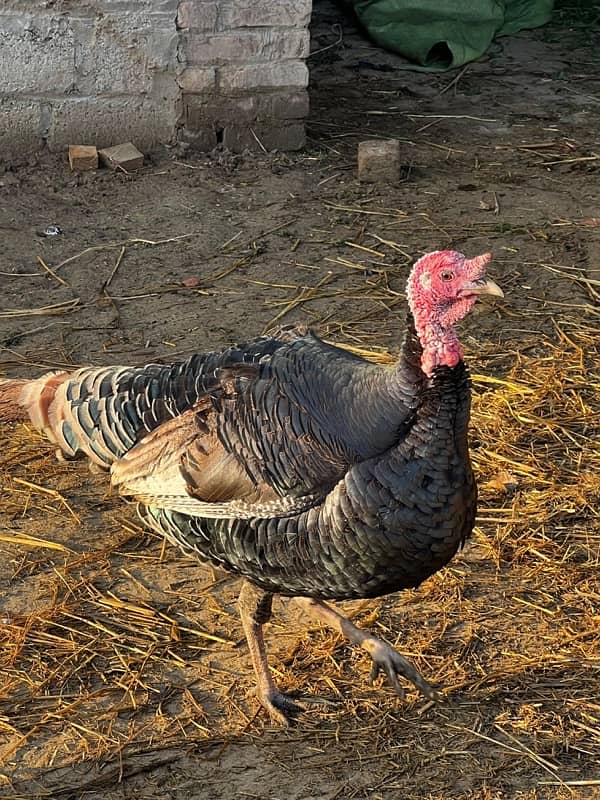 Turkey Male for Sale Breeder Male 3