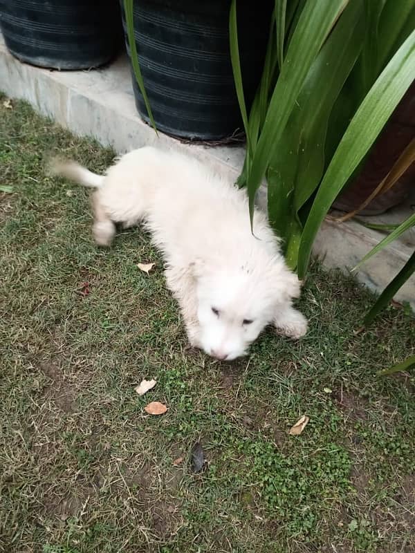 Shih tzu puppies 2