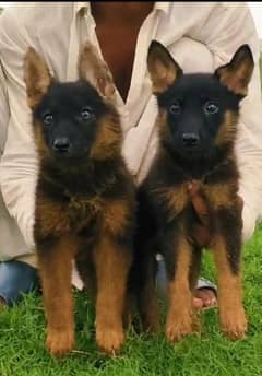 Garmma shepherd dubal cout pair 2 mahnt for sale