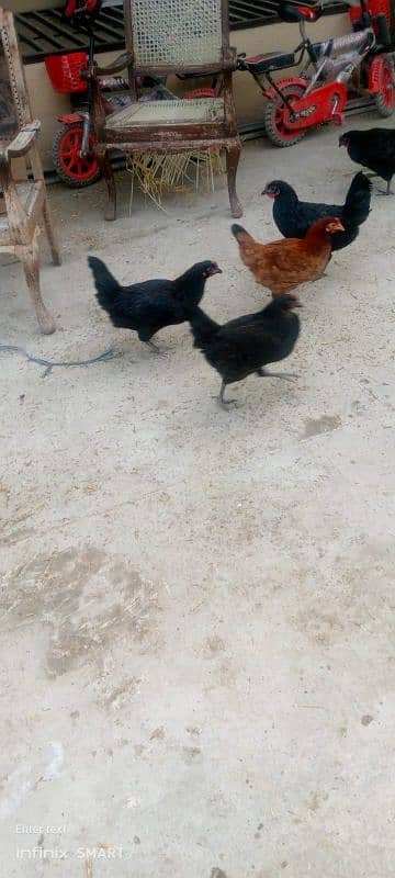 Male Murga For Sale 3