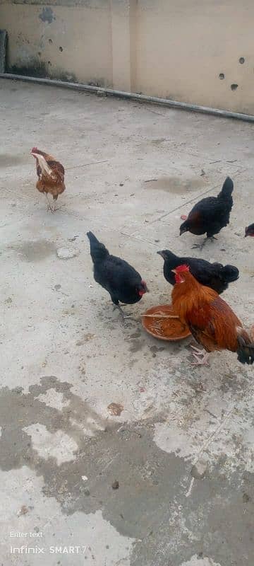 Male Murga For Sale 4