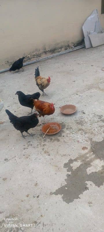 Male Murga For Sale 5