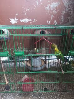 Australian Birds / Budgies Pairs for sale