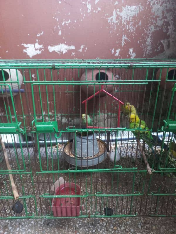 Australian Birds / Budgies Pairs for sale 0