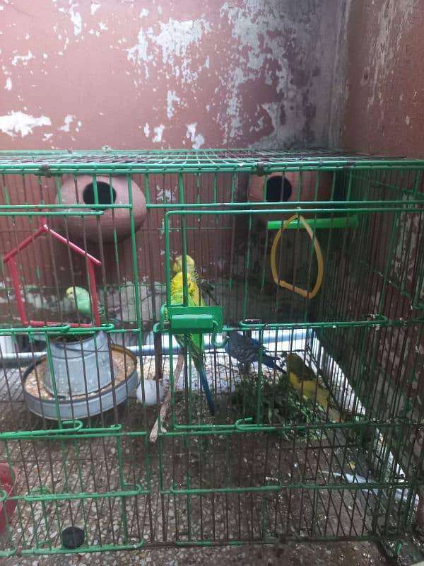 Australian Birds / Budgies Pairs for sale 1