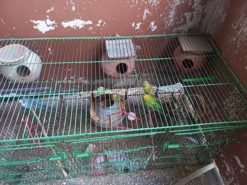 Australian Birds / Budgies Pairs for sale 2