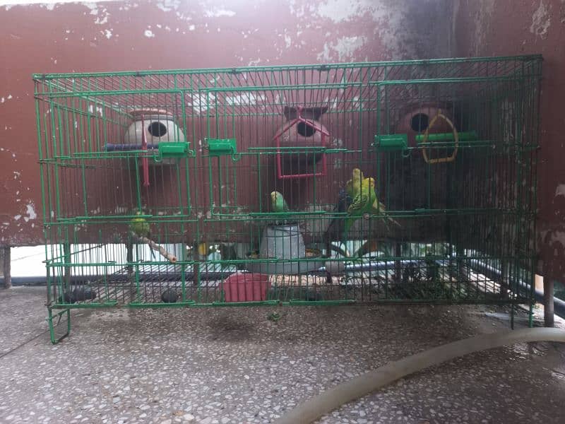 Australian Birds / Budgies Pairs for sale 4