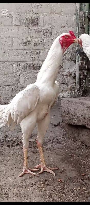 white sahmo male top quality  for sale long hight 2