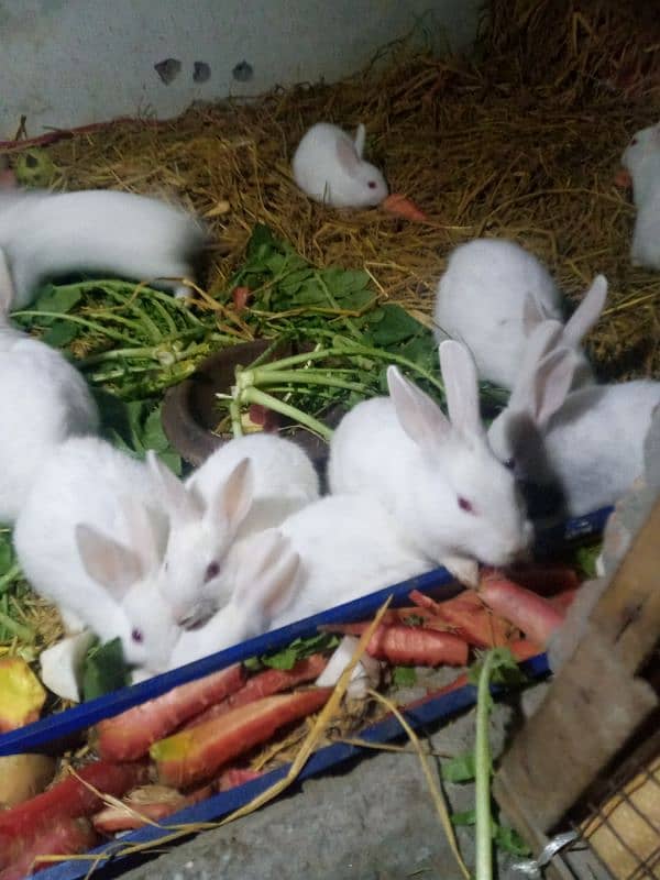 red eyes rabbit  baby. . age one month +  . . total 12 piece hain 0