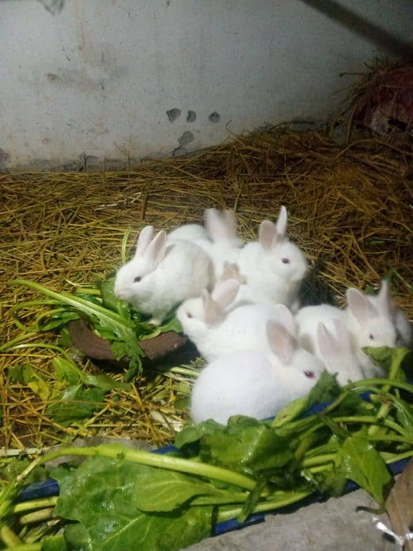 red eyes rabbit  baby. . age one month +  . . total 12 piece hain 1