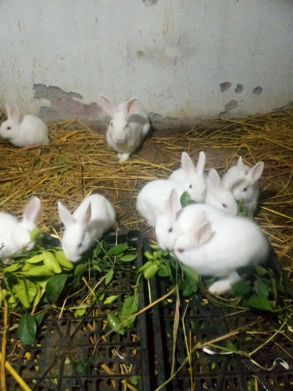 red eyes rabbit  baby. . age one month +  . . total 12 piece hain 2