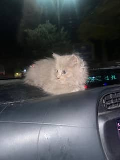 persian cat grey colour 3  months age 1 vaccine completed