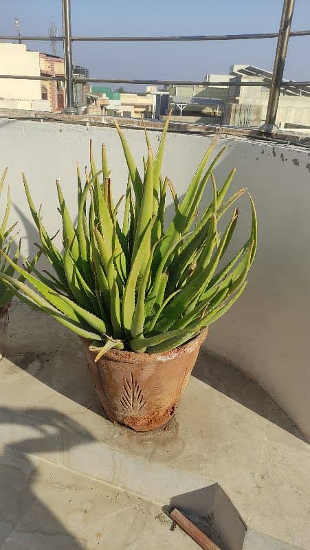 Aloe Vera Pot 1