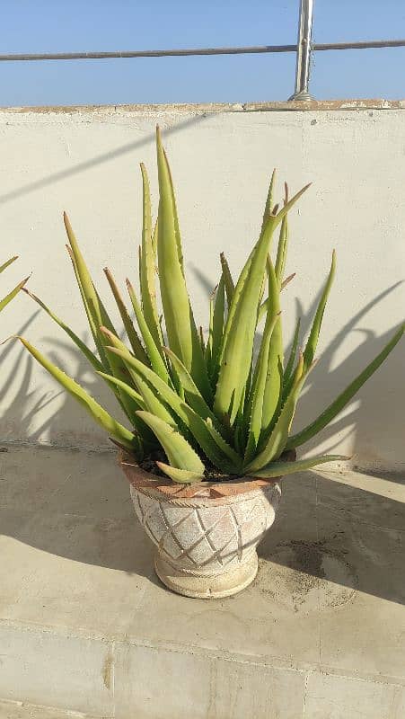 Aloe Vera Pot 3