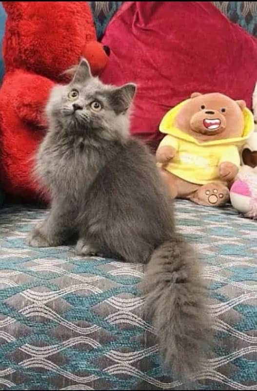 persian cat grey colour 3  months age 1 vaccine completed 1