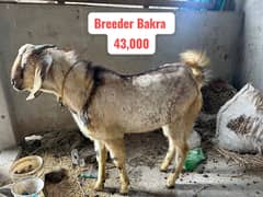 Breeder