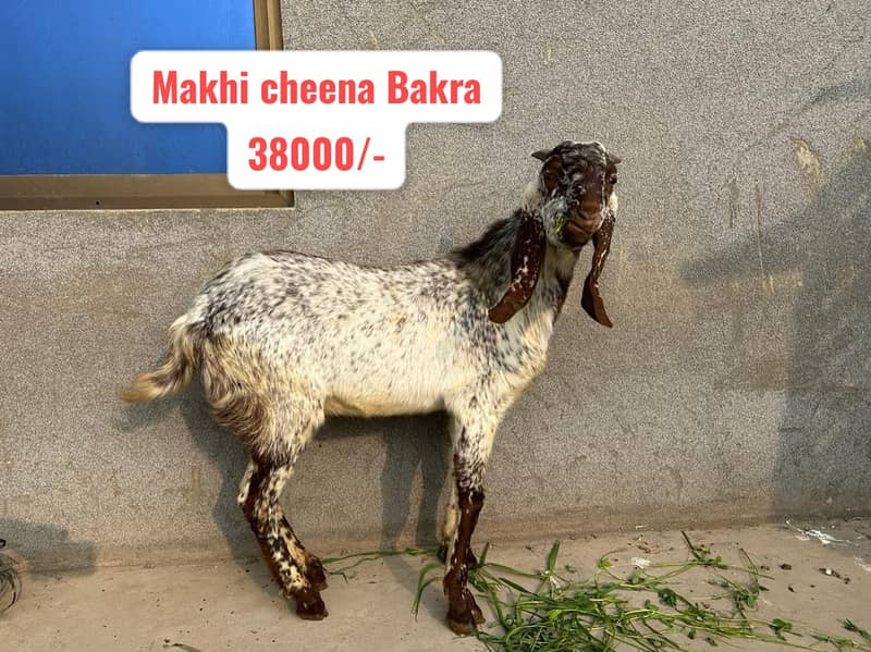 Breeder Bakra | Rajanpuri |Tedy |Doodh wali Bakri |Makhi cheena | Goat 1