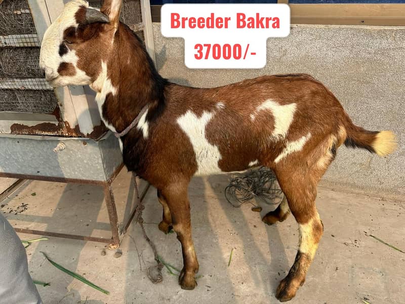 Breeder Bakra | Rajanpuri |Tedy |Doodh wali Bakri |Makhi cheena | Goat 2