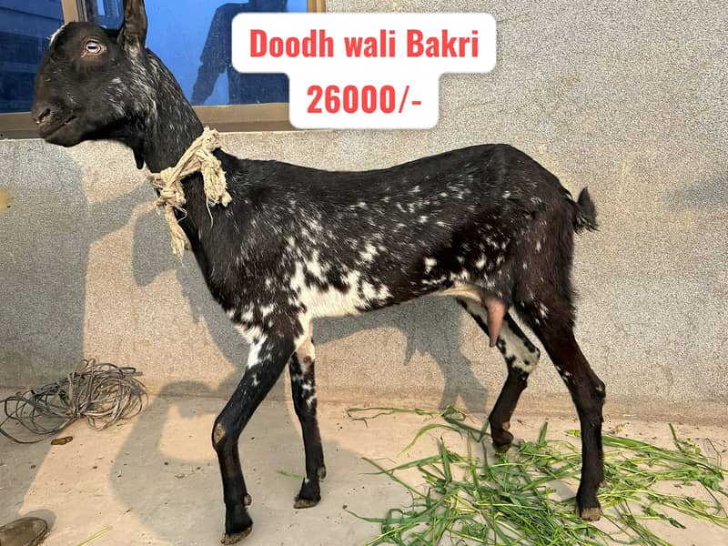 Breeder Bakra | Rajanpuri |Tedy |Doodh wali Bakri |Makhi cheena | Goat 3