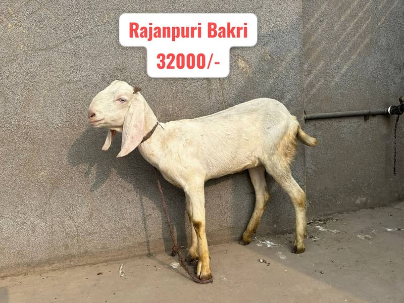 Breeder Bakra | Rajanpuri |Tedy |Doodh wali Bakri |Makhi cheena | Goat 4