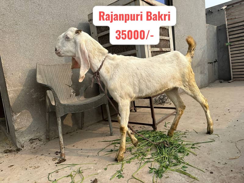 Breeder Bakra | Rajanpuri |Tedy |Doodh wali Bakri |Makhi cheena | Goat 5