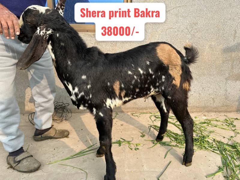 Breeder Bakra | Rajanpuri |Tedy |Doodh wali Bakri |Makhi cheena | Goat 6