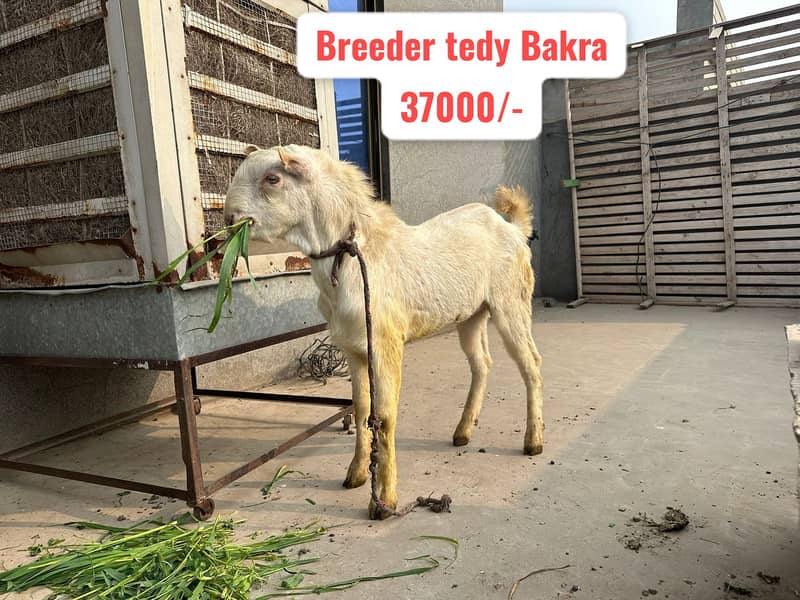 Breeder Bakra | Rajanpuri |Tedy |Doodh wali Bakri |Makhi cheena | Goat 7