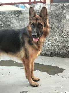 gsd long coat female