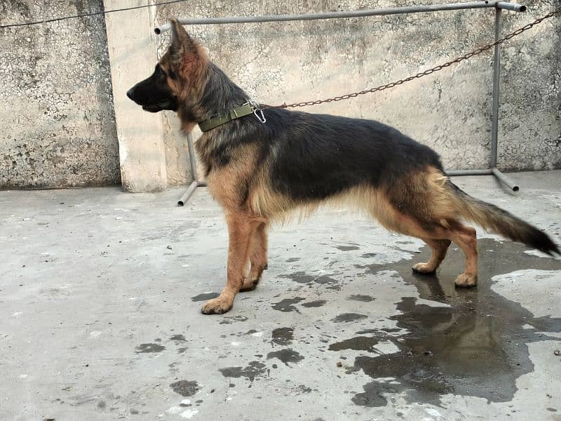 german shepherd dog /shepherd female / GSD for sale / ped line GSD 2