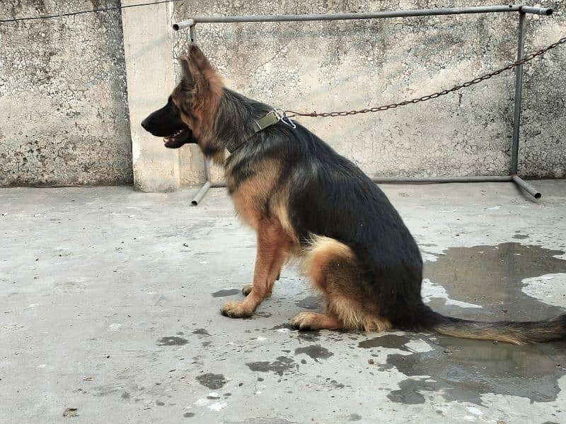 german shepherd dog /shepherd female / GSD for sale / ped line GSD 3