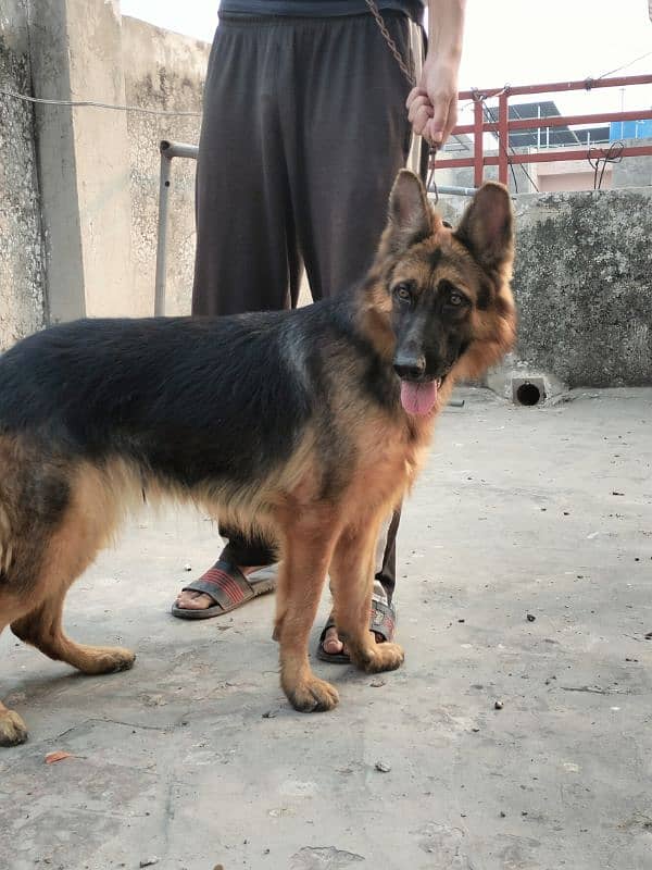 german shepherd dog /shepherd female / GSD for sale / ped line GSD 4