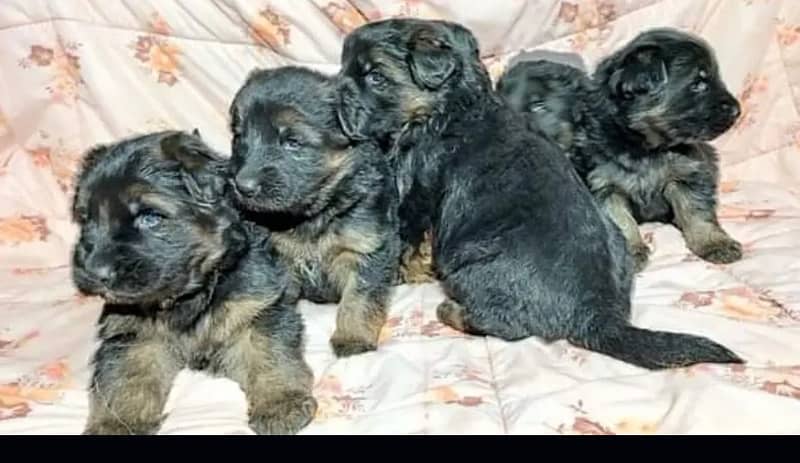 100%orginal puppies for sale any one interested contact me 03157036766 2