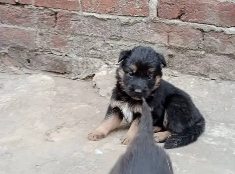 100%orginal puppies for sale any one interested contact me 03157036766 4