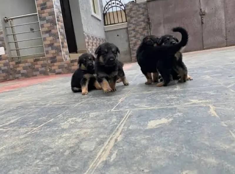 100%orginal puppies for sale any one interested contact me 03157036766 5