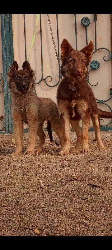 Golden Shepherd air 3 month for sale 0