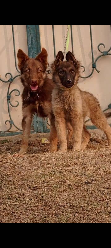 Golden Shepherd air 3 month for sale 1