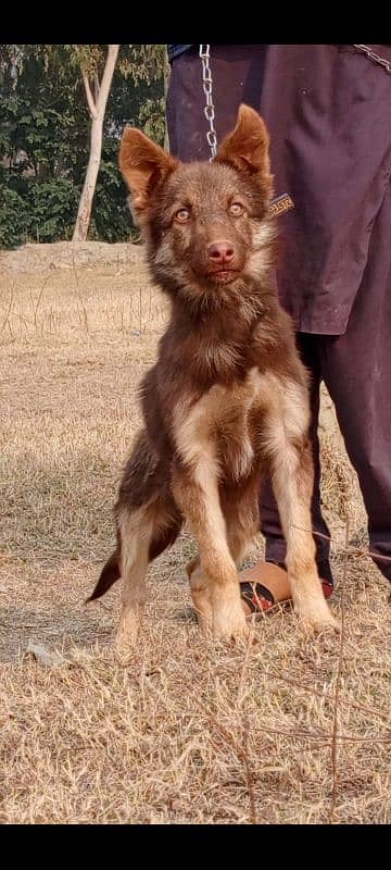 Golden Shepherd air 3 month for sale 2