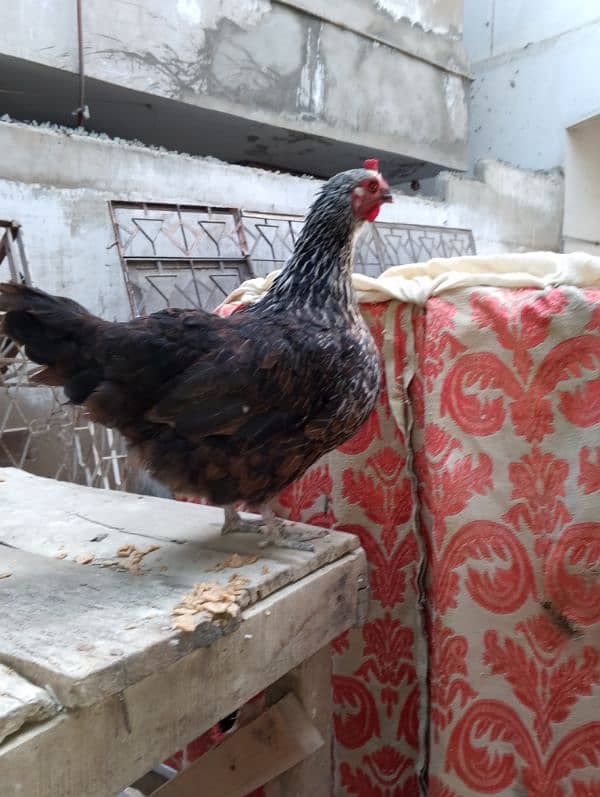 pure misre only female available egg laying hai heathly and acvied hai 1